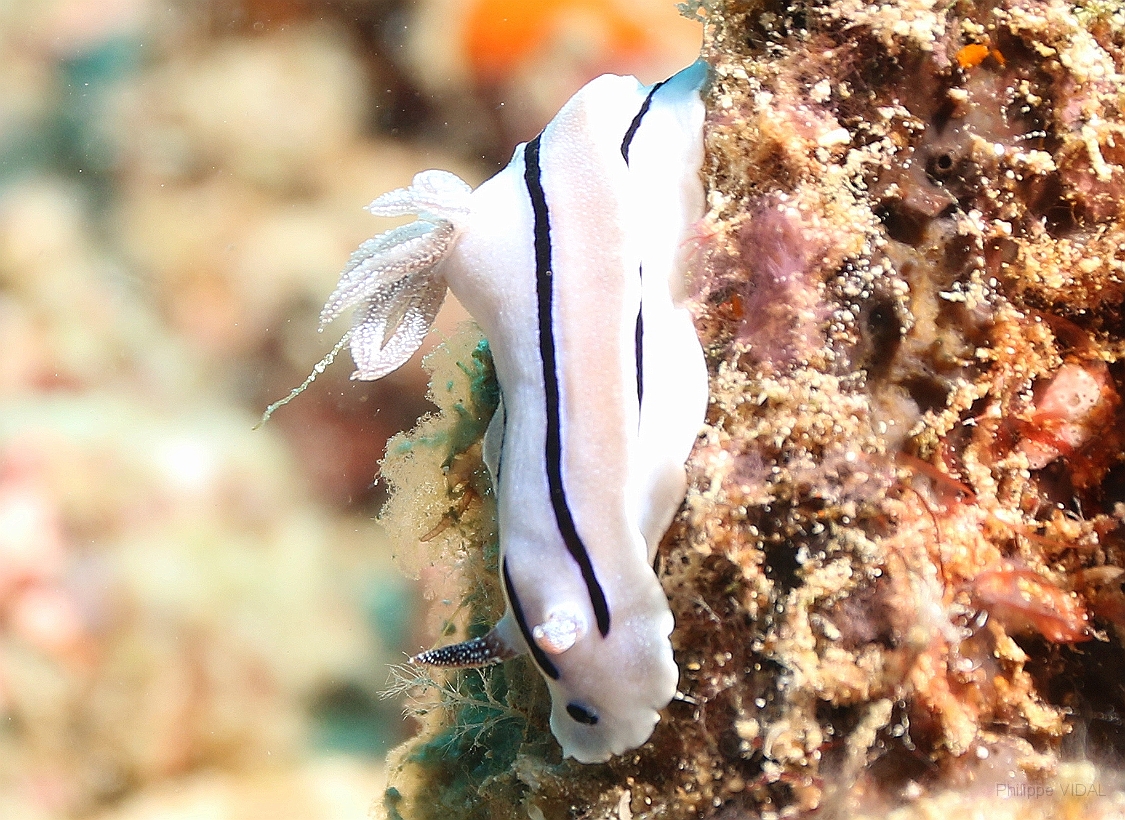 Sipadan_2015_Nudibranche_Doris de Loch_Chromodoris lochi_IMG_2679_rc.jpg